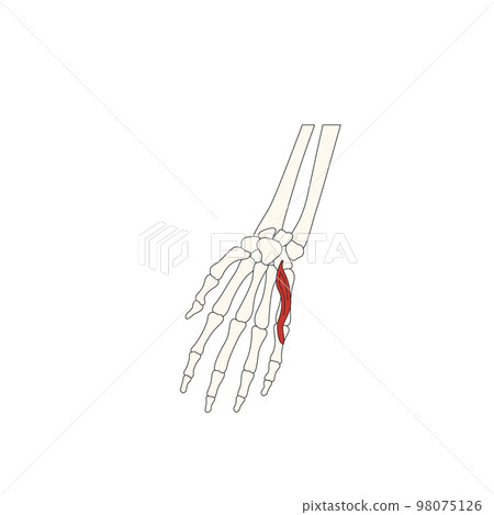 human anatomy drawing_flexor digiti minimi brevis muscle human anatomy drawing_flexor digiti minimi brevis muscle 98075126