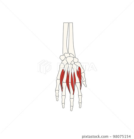 human anatomy drawing_dorsal interosseous muscle 98075154