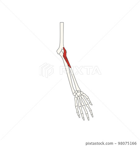 human anatomy drawing_supinator 98075166