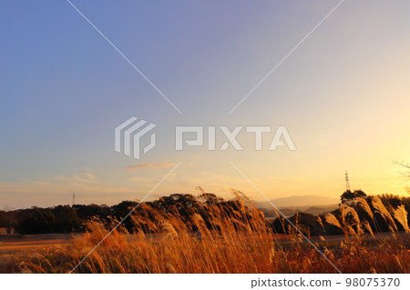 Winter sunset sky pampas grass Winter sunset sky pampas grass 98075370