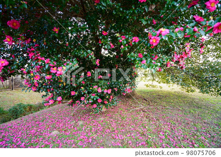 奈良平城宮遺址的古茶梅樹（廣角鏡頭） 98075706