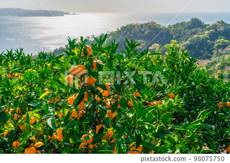 蜜柑（和歌山縣有田市） 98075750