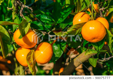 蜜柑（和歌山縣有田市） 98075777