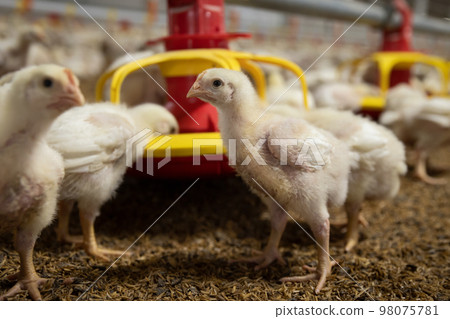 Chicken automatic feeding in close farm, temperature and light control , Thailand. Chicken automatic feeding in close farm, temperature and light control , Thailand. 98075781