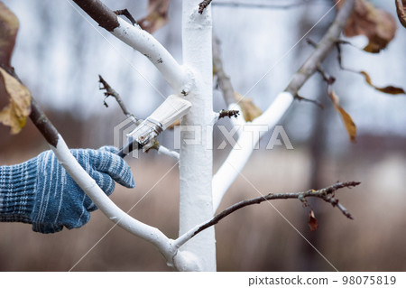 Whitewashing fruit trees in autumn garden, gardener hand, brush painting apple tree with whitewash Whitewashing fruit trees in autumn garden, gardener hand, brush painting apple tree with whitewash 98075819