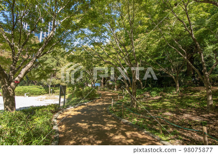 Shimizudani Park, Kioicho, Chiyoda-ku, Tokyo, summer 98075877
