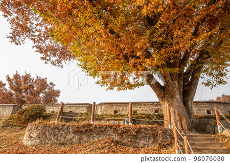 autumn landscape, scenery of Suwon Hwaseong in Korea 98076080