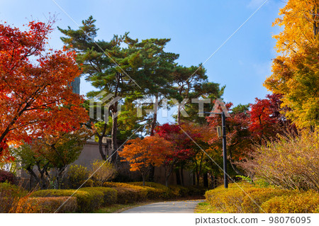 beautiful autumn landscape, scenery with coloful leaves and silver grass in Namsan Park of Korea 98076095