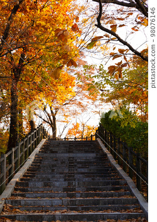 beautiful autumn landscape, scenery with coloful leaves and silver grass in Namsan Park of Korea 98076146