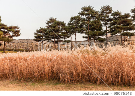autumn landscape, scenery of Suwon Hwaseong in Korea 98076148