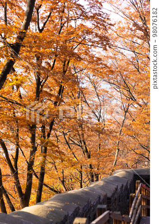 beautiful autumn landscape, scenery with coloful leaves and silver grass in Namsan Park of Korea 98076182