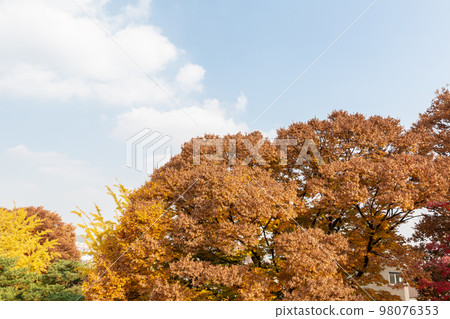 autumn landscape, scenery of Suwon Hwaseong in Korea 98076353