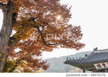 autumn landscape, scenery of Suwon Hwaseong in Korea 98076376