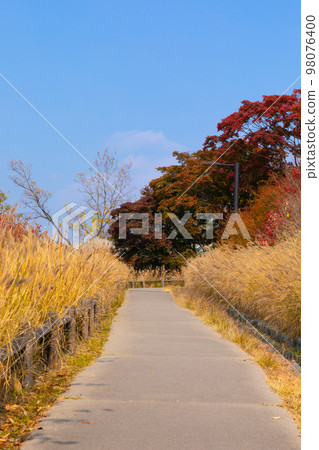 beautiful autumn landscape, scenery with coloful leaves and silver grass in Namsan Park of Korea 98076400