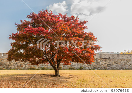 autumn landscape, scenery of Suwon Hwaseong in Korea 98076418