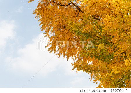 autumn landscape, scenery of Suwon Hwaseong in Korea 98076441
