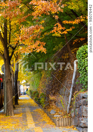 beautiful autumn landscape, scenery with coloful leaves and silver grass in Namsan Park of Korea 98076442