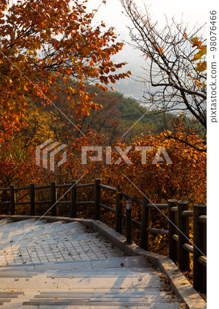 beautiful autumn landscape, scenery with coloful leaves and silver grass in Namsan Park of Korea 98076466