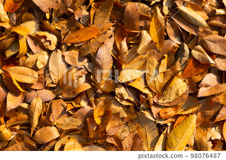 beautiful autumn landscape, scenery with coloful leaves and silver grass in Namsan Park of Korea 98076487