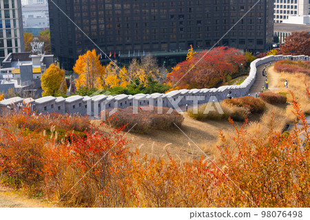 beautiful autumn landscape, scenery with coloful leaves and silver grass in Namsan Park of Korea beautiful autumn landscape, scenery with coloful leaves and silver grass in Namsan Park of Korea 98076498