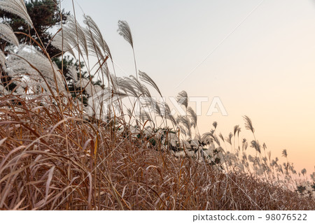 autumn landscape, scenery of Suwon Hwaseong in Korea 98076522