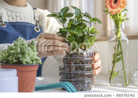 eco friendly habits hand gesture_planting succulents in a plastic pot 98076540