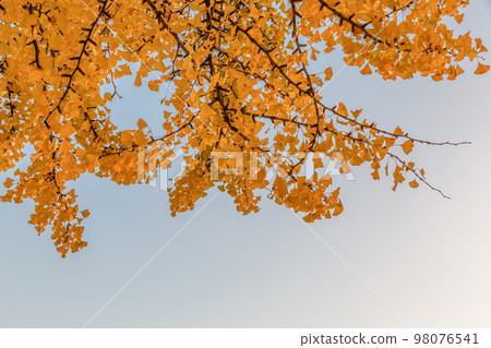 autumn landscape, scenery of Suwon Hwaseong in Korea 98076541