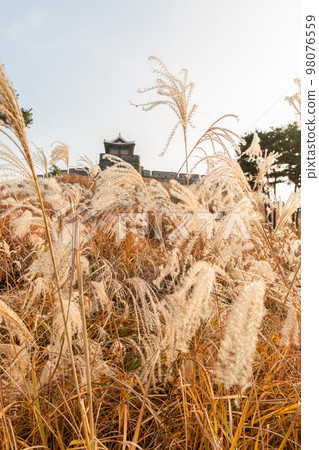 autumn landscape, scenery of Suwon Hwaseong in Korea 98076559
