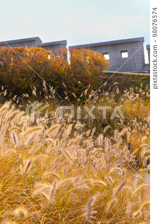 beautiful autumn landscape, scenery with coloful leaves and silver grass in Namsan Park of Korea 98076574