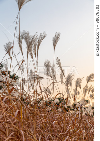 autumn landscape, scenery of Suwon Hwaseong in Korea 98076583