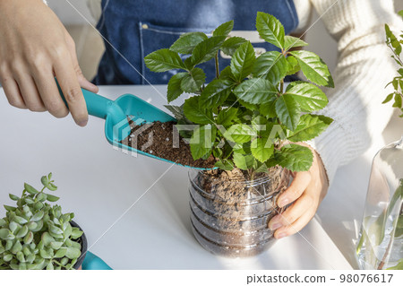 eco friendly habits hand gesture_planting succulents in a plastic pot eco friendly habits hand gesture_planting succulents in a plastic pot 98076617