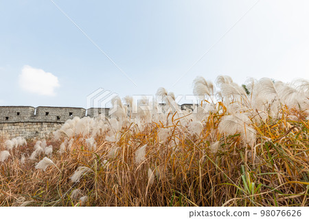 autumn landscape, scenery of Suwon Hwaseong in Korea 98076626