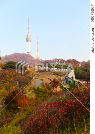 beautiful autumn landscape, scenery with coloful leaves and silver grass in Namsan Park of Korea beautiful autumn landscape, scenery with coloful leaves and silver grass in Namsan Park of Korea 98076867