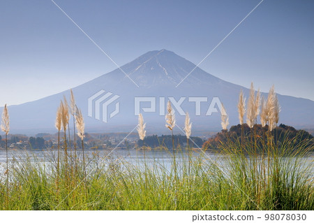 山梨縣南都留郡富士河口湖町大石 河口湖畔大石公園的蒲葦中穿過富士山 山梨縣南都留郡富士河口湖町大石 河口湖畔大石公園的蒲葦中穿過富士山 98078030