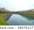 Blue sky, cherry blossoms and river 98078127