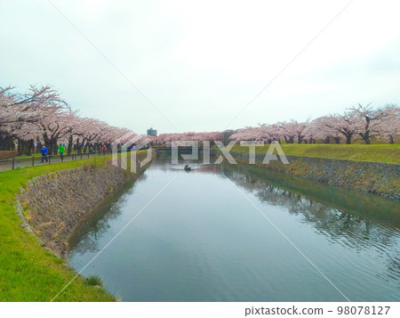 藍天、櫻花和河流 98078127