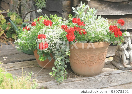 Group planting [Geranium/Ivy] 98078301