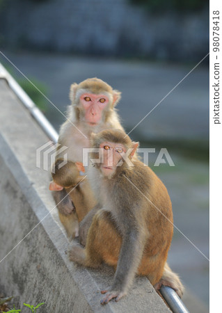 monkey in Kam Shan Country Park, hong kong 98078418