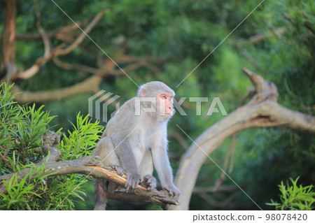 monkey in Kam Shan Country Park, hong kong 98078420