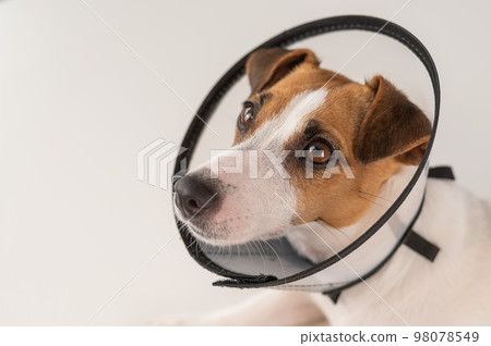 Jack Russell Terrier dog in plastic cone after surgery.  98078549