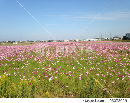 Autumn cosmos field 98078629