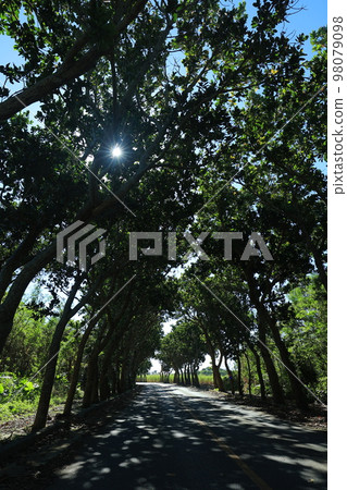 Driving scenery of Miyakojima Driving scenery of Miyakojima 98079098