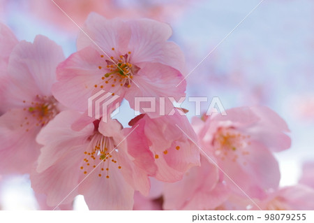 Kawazuzakura Kawazuzakura 98079255