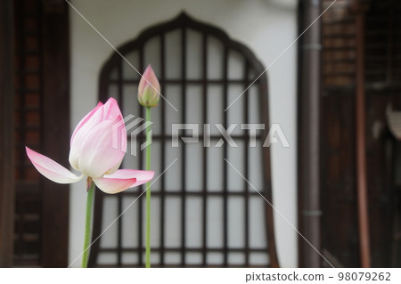 行願寺的蓮花 98079262