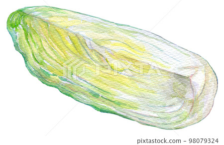 Watercolor illustration Fresh Chinese cabbage 98079324
