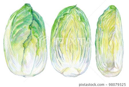 Watercolor illustration Fresh Chinese cabbage 98079325