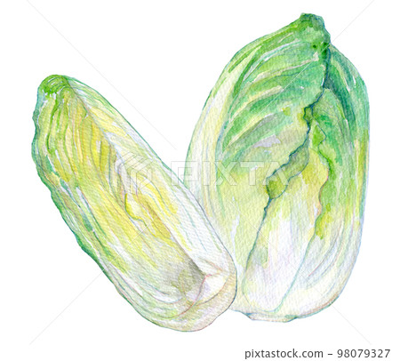 Watercolor illustration Fresh Chinese cabbage 98079327