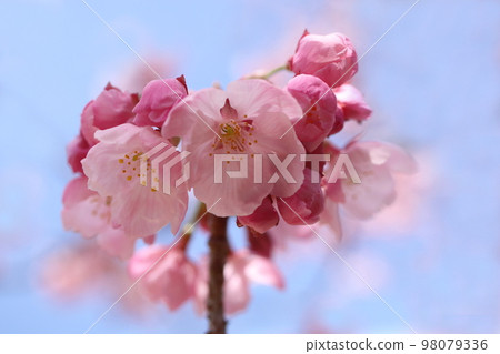 Kawazuzakura Kawazuzakura 98079336