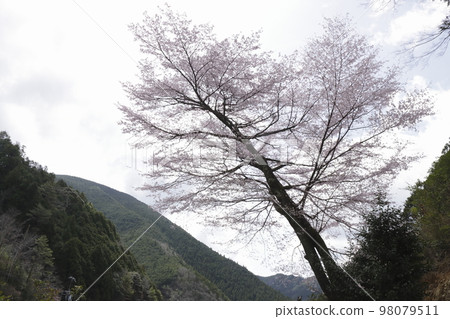 櫻花 櫻花 98079511