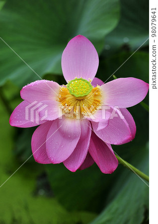 Lotus Lotus 98079641